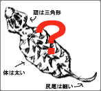 Japanese version. Sketch of a tsuchinoko. a red question mark covers the center of the image. the body has an arrow with the label 'thick body', the head has an arrow with the label 'triangular head,' and the tail has an arrow with the label 'banded tail'